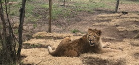 Depressed Circus Lions