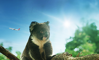 Turkish Cargo Carried "Yani", the Koala, to its New Home