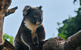 Yalnız Koala "Yani"