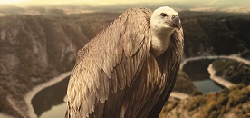 The Lost Griffon Vulture, Dobrila